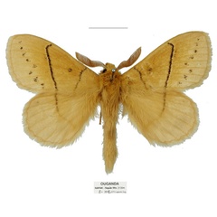 /filer/webapps/moths/media/images/U/uganda_Philotherma_HT_Basquina.jpg