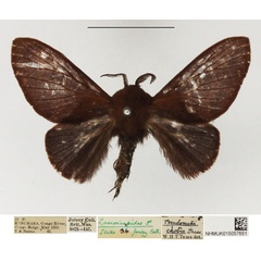 /filer/webapps/moths/media/images/C/choba_Pseudometa_AM_NHMUK.jpg
