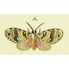 /filer/webapps/moths/media/images/E/eleuthera_Marblepsis_Cramer4_371_A.jpg