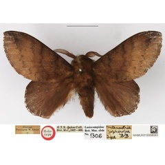 /filer/webapps/moths/media/images/Z/zopheropa_Metanastria_HT_NHMUK.jpg
