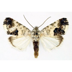 /filer/webapps/moths/media/images/P/porphyrea_Acontia_AM_Aulombard.jpg