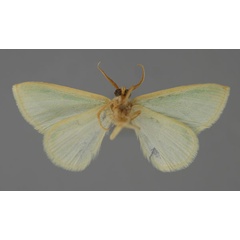 /filer/webapps/moths/media/images/N/nilotica_Acidromodes_HT_ZSM_02.jpg