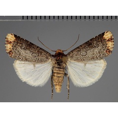 /filer/webapps/moths/media/images/C/cinerosa_Hyperfrontia_AM_Fiebig.jpg