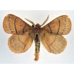 /filer/webapps/moths/media/images/B/brunnea_Philotherma_AM_NHMO_01.jpg