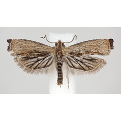 /filer/webapps/moths/media/images/S/spiculifera_Cosmetra_PT_NHMO.jpg