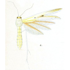 /filer/webapps/moths/media/images/C/colubratus_Pterophorus_HT_Meyrick_1-4.jpg