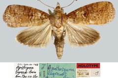 Apothriguna legrandi