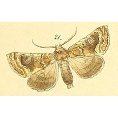 /filer/webapps/moths/media/images/A/algoa_Hypoplexia_Felder_109_21.jpg