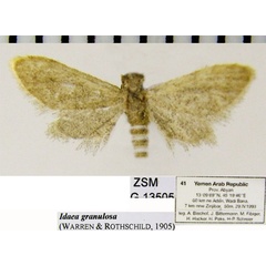 /filer/webapps/moths/media/images/G/granulosa_Idaea_AF_ZSM.jpg