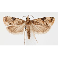 /filer/webapps/moths/media/images/S/scorpiodes_Lobesia_AM_NHMO.jpg