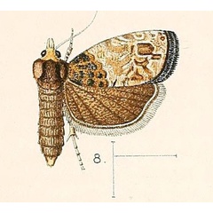 /filer/webapps/moths/media/images/B/brevibasana_Penthina_HT_Walsingham_1891_3-8.jpg