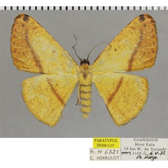 /filer/webapps/moths/media/images/T/truncativalvis_Pigiopsis_PTF_ZSM.jpg
