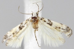 Scrobipalpa admirabilis