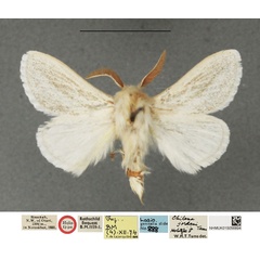 /filer/webapps/moths/media/images/J/jordani_Beralade_HT_NHMUK.jpg