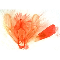 /filer/webapps/moths/media/images/P/pigroides_Athetis_GMPT_MSNM_5562.jpg