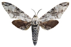 Macropoliana pinheyi