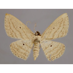 /filer/webapps/moths/media/images/L/legrandi_Scopula_PT_ZSM_01.jpg