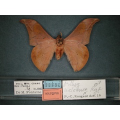 /filer/webapps/moths/media/images/U/ueleense_Orhtogonioptilum_HT_RMCA_02.jpg