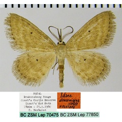 /filer/webapps/moths/media/images/D/draconigena_Idaea_HT_ZSMa.jpg