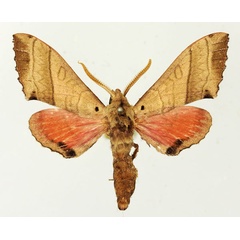 /filer/webapps/moths/media/images/R/rosea_Rufoclanis_AM_Basquin_03.jpg