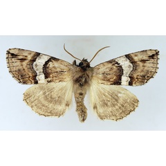 /filer/webapps/moths/media/images/N/nebulosa_Aethiopsestis_AM_TMSA_01.jpg