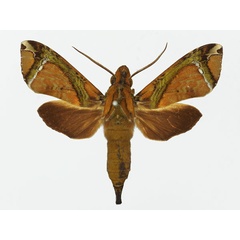 /filer/webapps/moths/media/images/M/marcida_Antinephele_AM_Basquin_01a.jpg