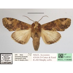 /filer/webapps/moths/media/images/S/sjostedti_Stemmatophalera_A_MGCLa_01.JPG