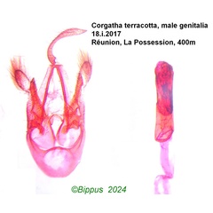 /filer/webapps/moths/media/images/T/terracotta_Corgatha_GM_Bippus_3006.jpg