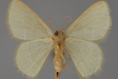 Chlorissa afflictaria