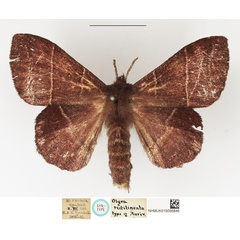 /filer/webapps/moths/media/images/R/rectilineata_Olyra_STF_NHMUK.JPG
