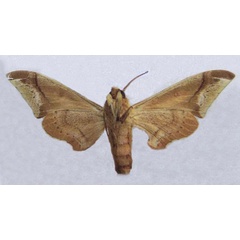 /filer/webapps/moths/media/images/M/malaboensis_Operclanis_HT_Dargeb.jpg