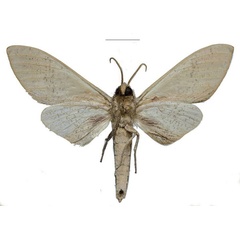 /filer/webapps/moths/media/images/U/ukambaniensis_Neoclanis_PTM_ZSM_04b.jpg