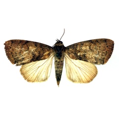 /filer/webapps/moths/media/images/A/arcuata_Maurilia_A_RMCA_02.jpg