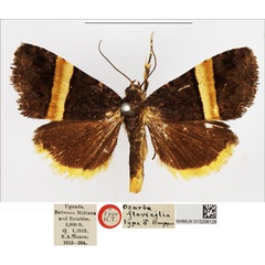 /filer/webapps/moths/media/images/F/flavicilia_Ozarba_HT_NHMUK.jpg