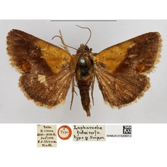 /filer/webapps/moths/media/images/F/fulvirufa_Lophorache_AT_NHMUK.jpg