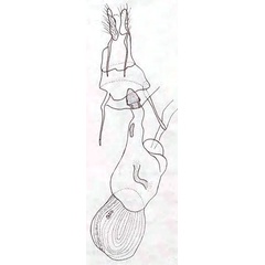 /filer/webapps/moths/media/images/M/monostigma_Perigea_GFHT_Viette.jpg