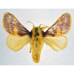 /filer/webapps/moths/media/images/P/purpurea_Delorhachis_AM_NHMO.jpg