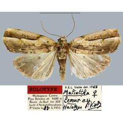 /filer/webapps/moths/media/images/L/lemur_Maliattha_HT_MNHN.jpg