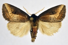 Utidaviana citana
