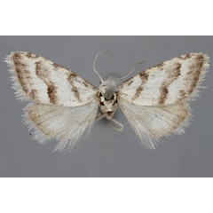 /filer/webapps/moths/media/images/L/lightfooti_Vandamia_A_NHMUK.jpg