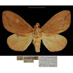 /filer/webapps/moths/media/images/C/castaneus_Trotonotus_HT_RBINSa.jpg