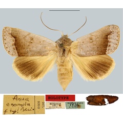 /filer/webapps/moths/media/images/A/anomala_Anua_HT_MNHN.jpg