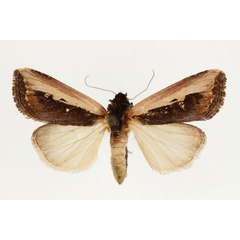 /filer/webapps/moths/media/images/S/semipallida_Aspidifrontia_AM_RMCA.jpg