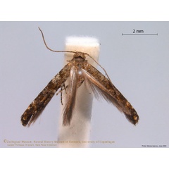 /filer/webapps/moths/media/images/T/tanzanica_Africepermenia_HT_ZMUC.jpg