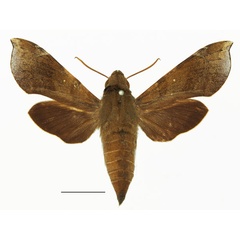 /filer/webapps/moths/media/images/P/peckoveri_Temnora_AF_Basquin.jpg