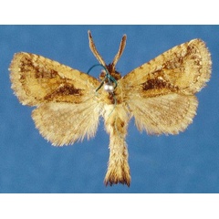 /filer/webapps/moths/media/images/O/ochreicosta_Moyencharia_AM_Lehmann_04_tRxHIyO.jpg