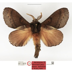 /filer/webapps/moths/media/images/O/omana_Stoermeriana_HT_NHMUK.jpg
