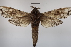 Strigocossus moderata