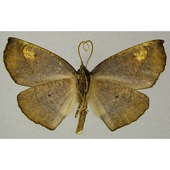 /filer/webapps/moths/media/images/A/atrovirens_Drepanogynis_AM_ZSMb.jpg
