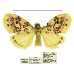 /filer/webapps/moths/media/images/M/morettoi_Siccasura_PTM_ANHRT.jpg